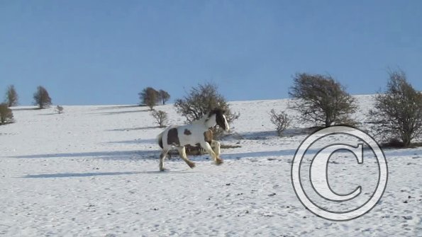 Lance canter back (3)