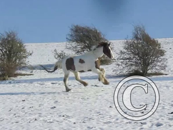 Lance canter back (4)