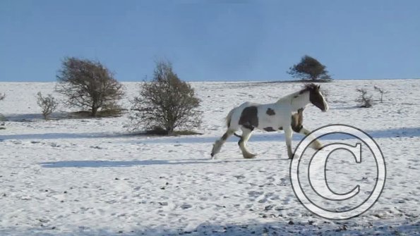 Lance canter back (5)