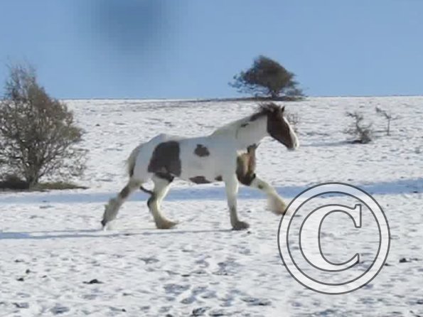 Lance canter back (6)