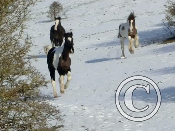 Lance JD and JEss canter back