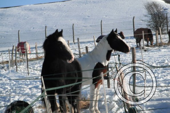 Jessie and Fee waiting
