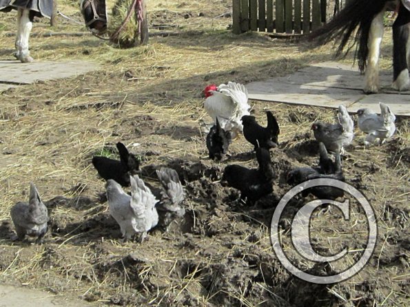 Chickens (2)