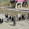 Chickens (3)