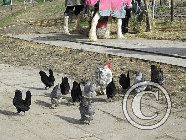 Chickens (3)
