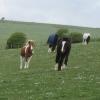 Ponies on grass May 13 (10)