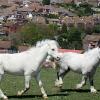 Ponies on grass May 13 (18)