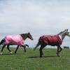 Ponies on grass May 13 (23)