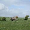Ponies on grass May 13 (24)