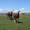 Ponies on grass May 13 (29)