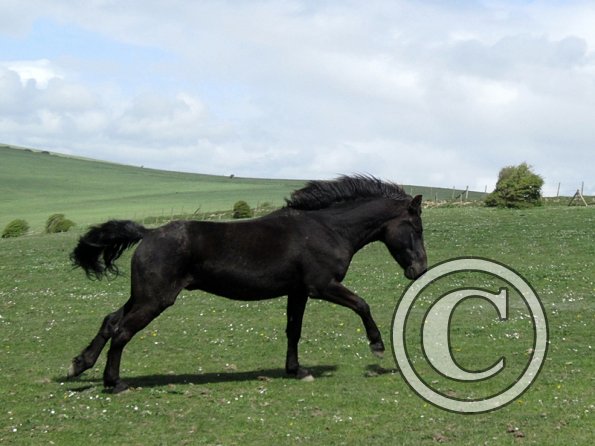 Ponies on grass May 13