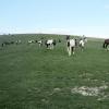Horses in the field 2 August (6)