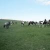 Horses in the field 2 August (7)