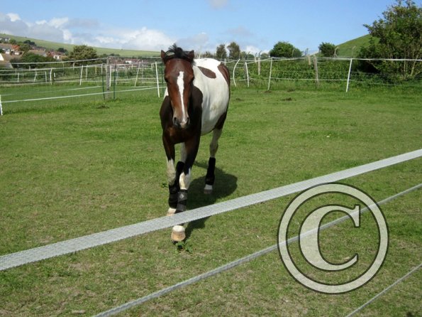 Horses in the field 2 August