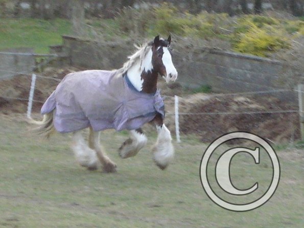 Cantering 6