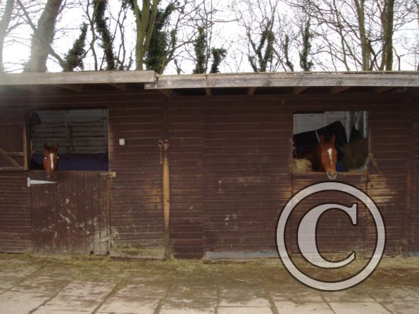 Chestnuts in stables