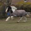 Lucy gallop 4