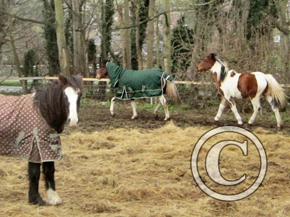 Ghost and Brodie (2)