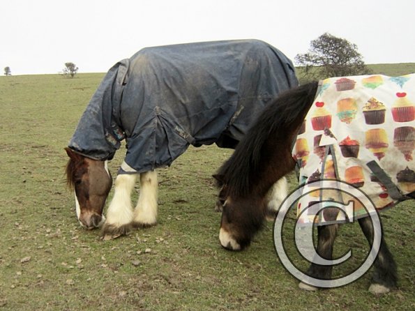 Lance and Appley (2)