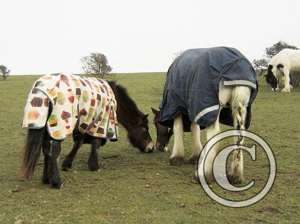 Lance and Appley (3)