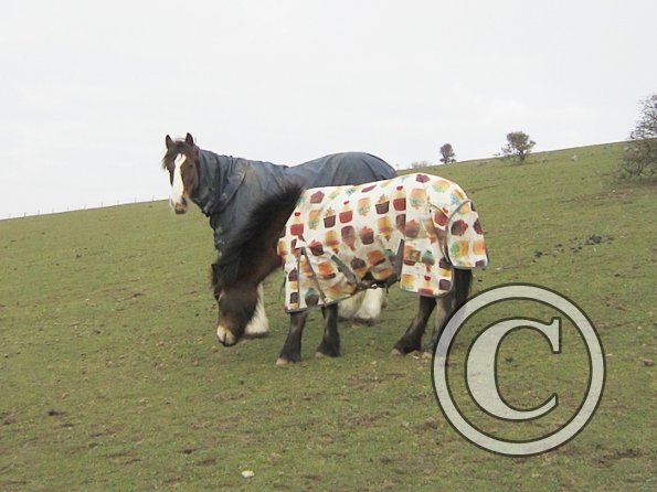 Lance and Appley (4)