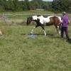Agility with Sue (18)