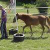 Agility with Sue (39)
