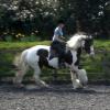 Working canter (10)