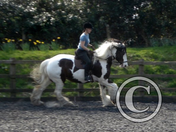 Working canter (10)