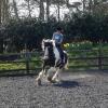 Working canter (11)