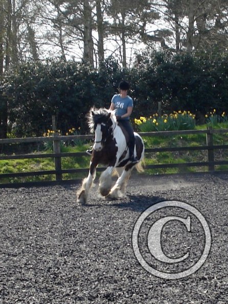 Working canter (11)