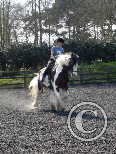 Working canter (12)