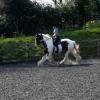 Working canter (2)