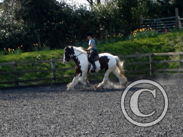 Working canter (2)