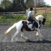 Working canter (3)