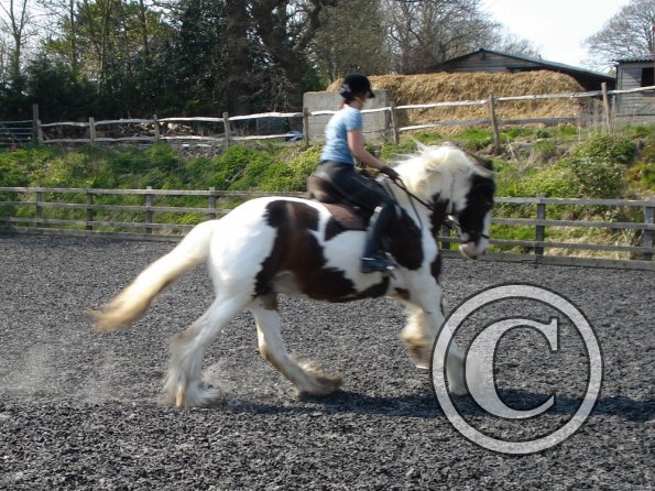Working canter (3)