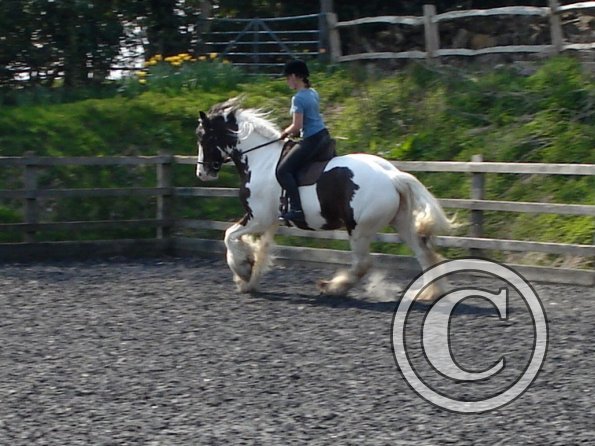 Working canter (4)
