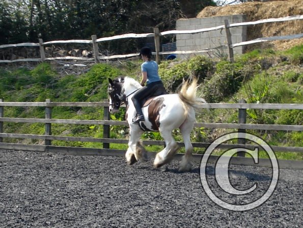 Working canter (5)