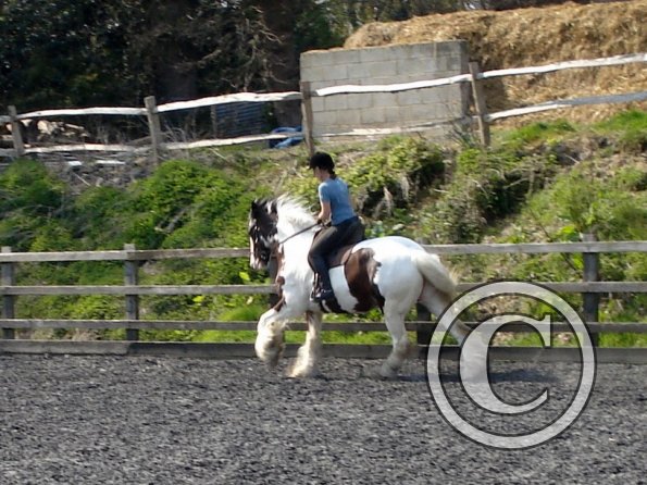 Working canter (6)