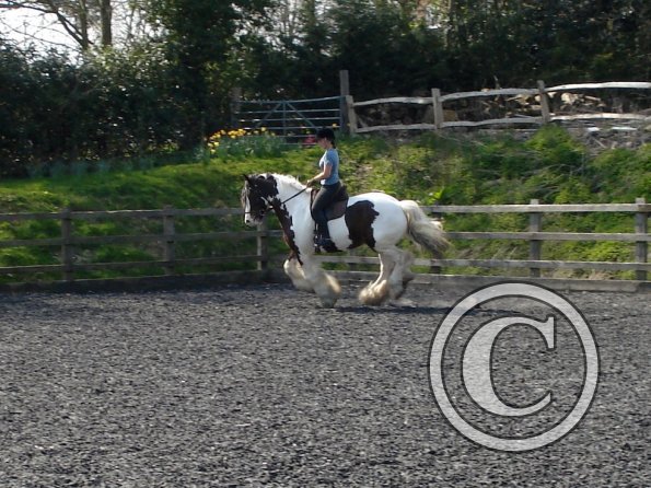 Working canter (7)