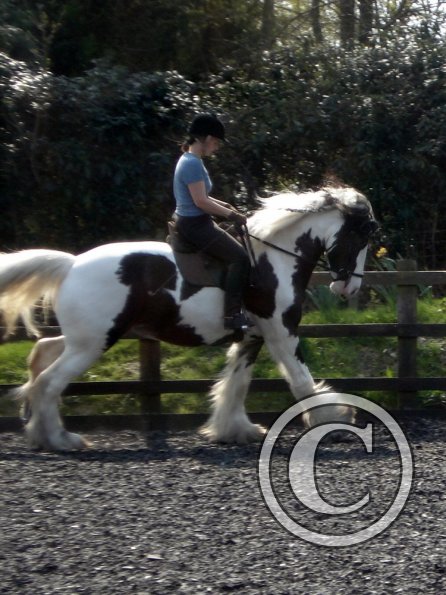 Working canter (8)