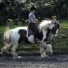 Working canter (9)
