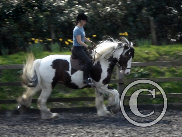 Working canter (9)