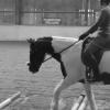 Flatwork with poles - Lance and Mia