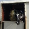 Horsebox (2)