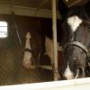 Horsebox (6)
