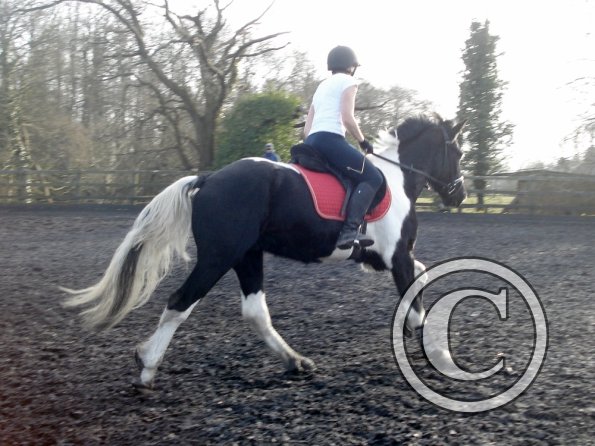 JD and Polly canter work (4)