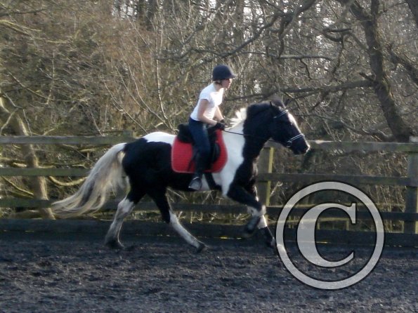JD and Polly canter work (6)