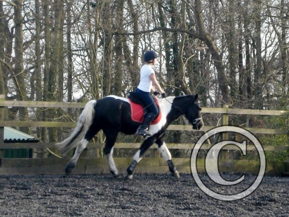 JD and Polly canter work (7)