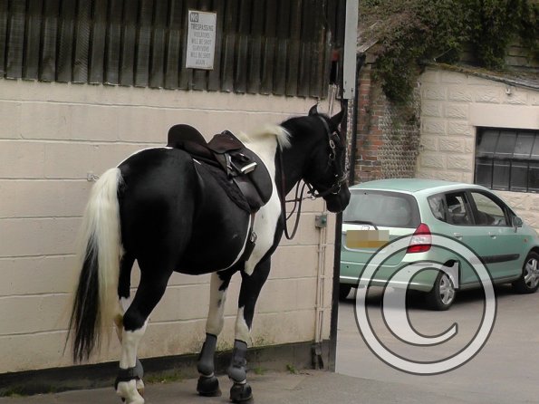 JD-Anna lesson with Penny (8)